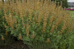 Baptisia 'Cherries Jubilee' New 2024